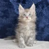 Ichi (R) Maine Coon male kitten