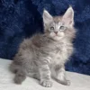 Ichi (R) Maine Coon male kitten - Image 2