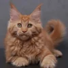 240 Qana (R) Maine Coon female kitten - Image 2