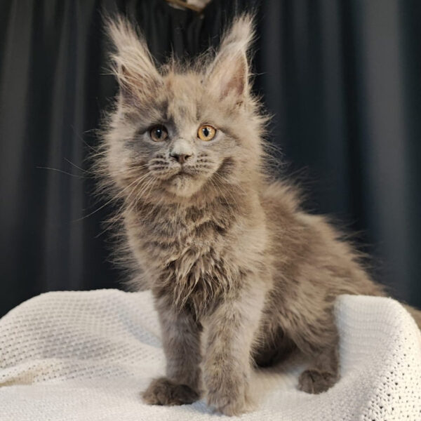 Norris (R) Maine Coon male kitten - Image 2