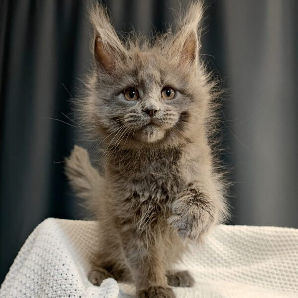 Norris (R) Maine Coon male kitten